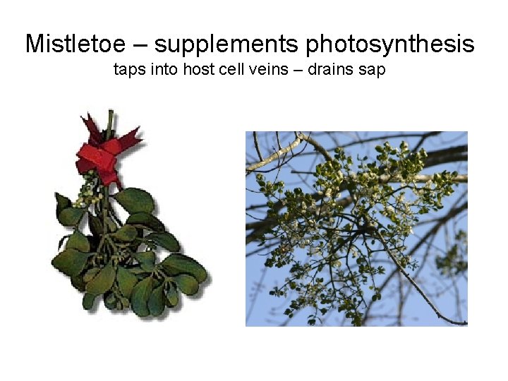 Mistletoe – supplements photosynthesis taps into host cell veins – drains sap 