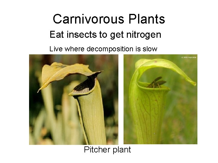 Carnivorous Plants Eat insects to get nitrogen Live where decomposition is slow Pitcher plant
