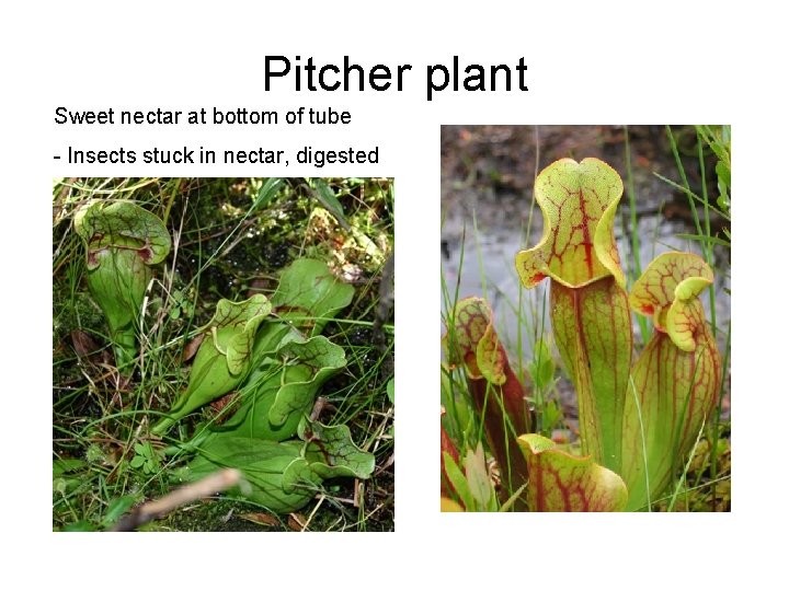 Pitcher plant Sweet nectar at bottom of tube - Insects stuck in nectar, digested