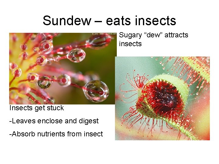 Sundew – eats insects Sugary “dew” attracts insects Insects get stuck -Leaves enclose and