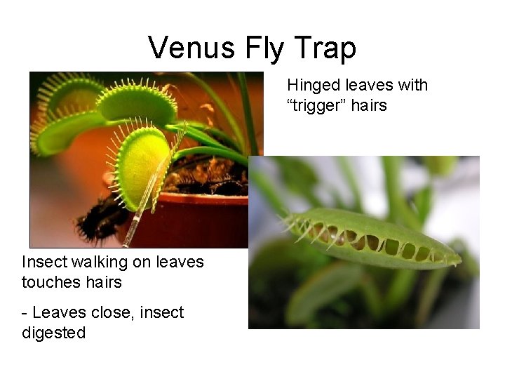 Venus Fly Trap Hinged leaves with “trigger” hairs Insect walking on leaves touches hairs