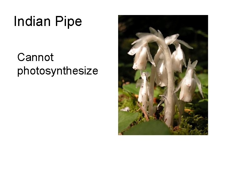 Indian Pipe Cannot photosynthesize 