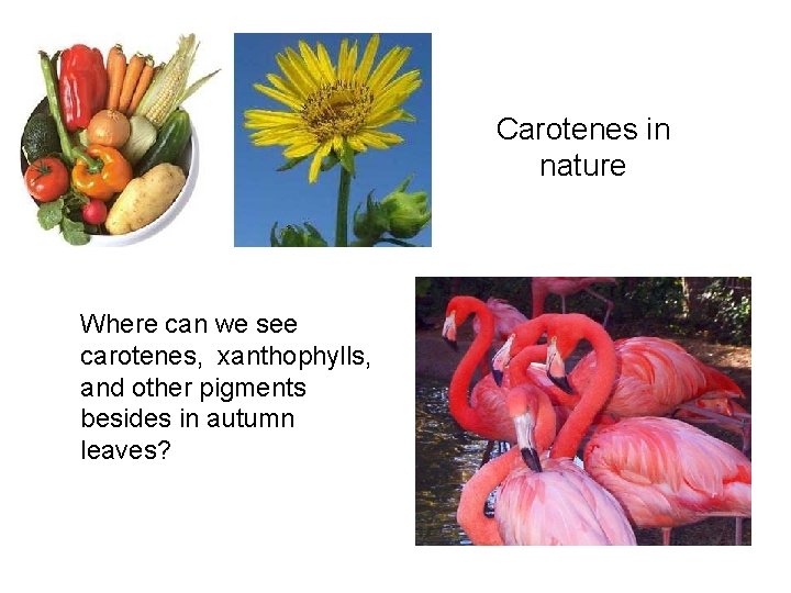 Carotenes in nature Where can we see carotenes, xanthophylls, and other pigments besides in