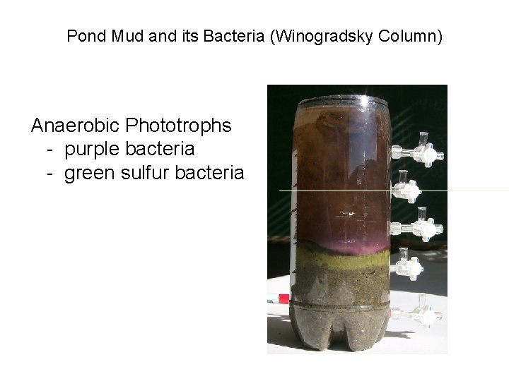 Pond Mud and its Bacteria (Winogradsky Column) Anaerobic Phototrophs - purple bacteria - green