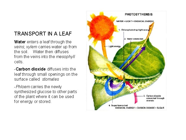TRANSPORT IN A LEAF Water enters a leaf through the veins; xylem carries water