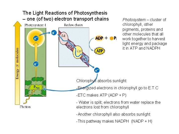 The Light Reactions of Photosynthesis – one (of two) electron transport chains Photosystem –