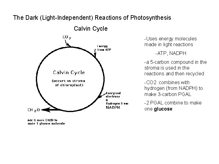 The Dark (Light-Independent) Reactions of Photosynthesis Calvin Cycle -Uses energy molecules made in light