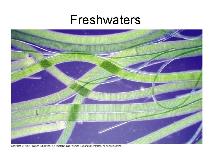 Freshwaters 