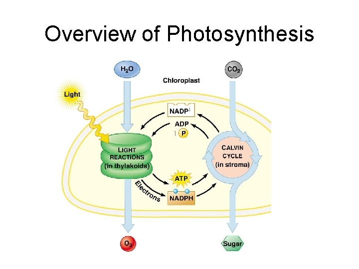 Overview of Photosynthesis 