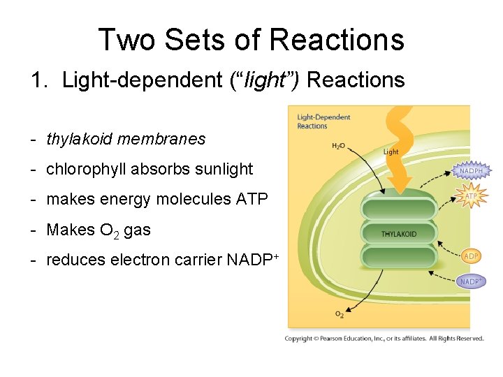 Two Sets of Reactions 1. Light-dependent (“light”) Reactions - thylakoid membranes - chlorophyll absorbs