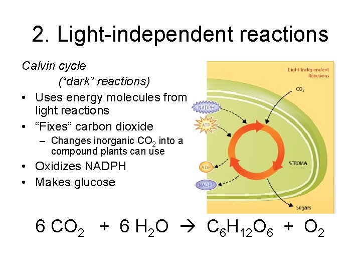 2. Light-independent reactions Calvin cycle (“dark” reactions) • Uses energy molecules from light reactions