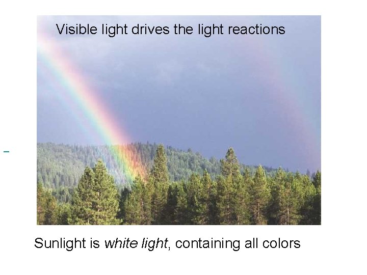 Visible light drives the light reactions <> Sunlight is white light, containing all colors