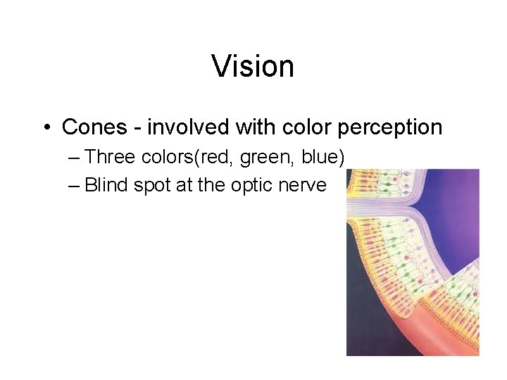 Vision • Cones - involved with color perception – Three colors(red, green, blue) –