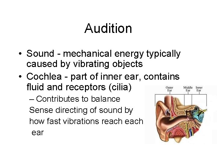 Audition • Sound - mechanical energy typically caused by vibrating objects • Cochlea -