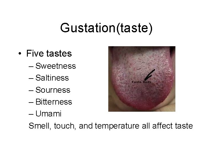 Gustation(taste) • Five tastes – Sweetness – Saltiness – Sourness – Bitterness – Umami