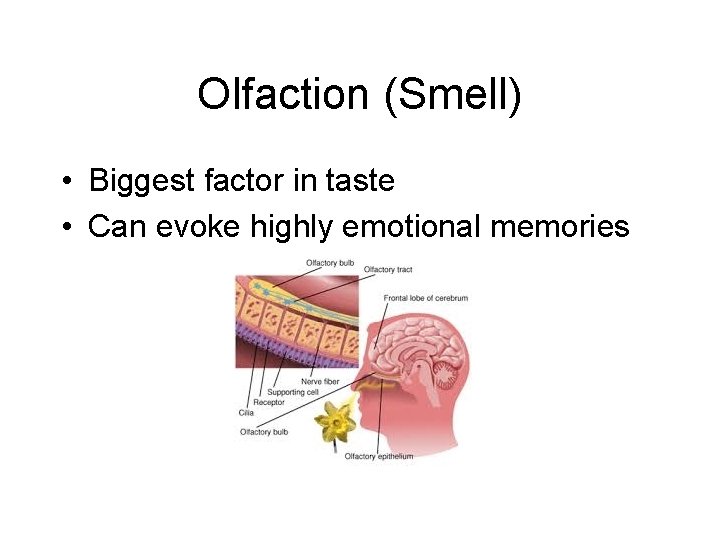 Olfaction (Smell) • Biggest factor in taste • Can evoke highly emotional memories 