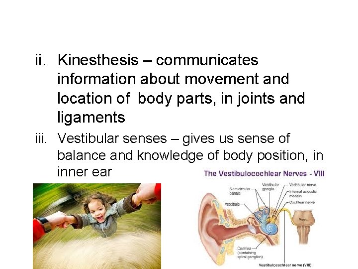 ii. Kinesthesis – communicates information about movement and location of body parts, in joints