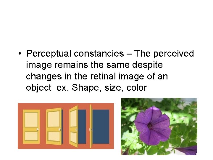  • Perceptual constancies – The perceived image remains the same despite changes in