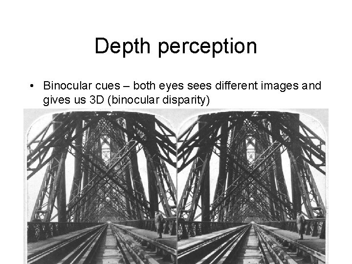 Depth perception • Binocular cues – both eyes sees different images and gives us