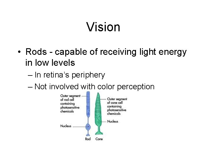 Vision • Rods - capable of receiving light energy in low levels – In