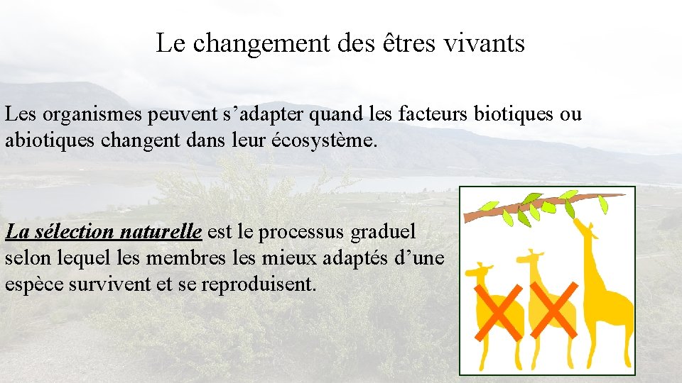 Le changement des êtres vivants Les organismes peuvent s’adapter quand les facteurs biotiques ou