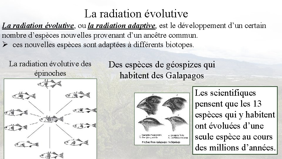 La radiation évolutive, ou la radiation adaptive, est le développement d’un certain nombre d’espèces