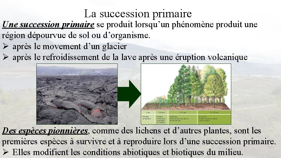 La succession primaire Une succession primaire se produit lorsqu’un phénomène produit une région dépourvue