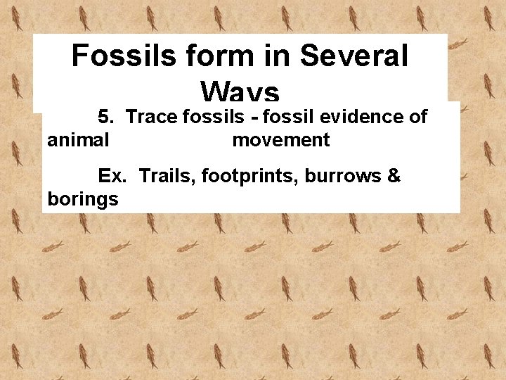 Fossils form in Several Ways 5. Trace fossils - fossil evidence of animal movement
