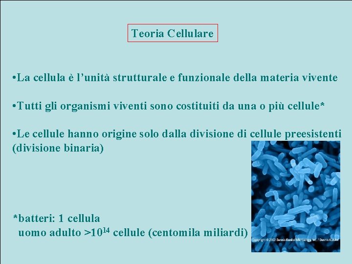 Teoria Cellulare • La cellula è l’unità strutturale e funzionale della materia vivente •