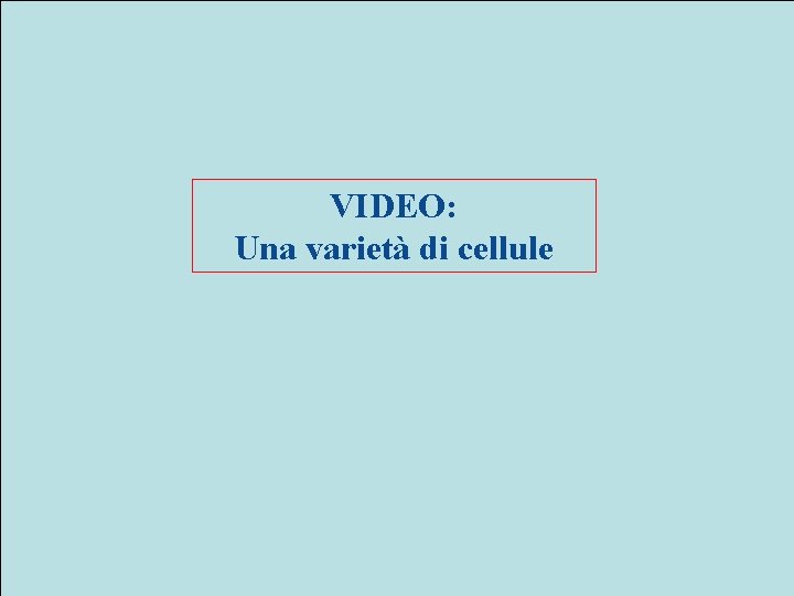 VIDEO: Una varietà di cellule 