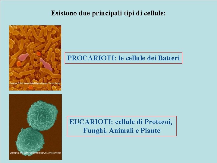 Esistono due principali tipi di cellule: PROCARIOTI: le cellule dei Batteri EUCARIOTI: cellule di
