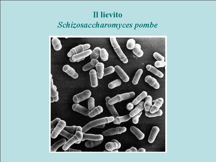 Il lievito Schizosaccharomyces pombe 