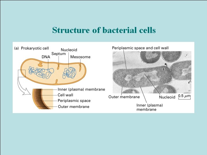 Structure of bacterial cells 