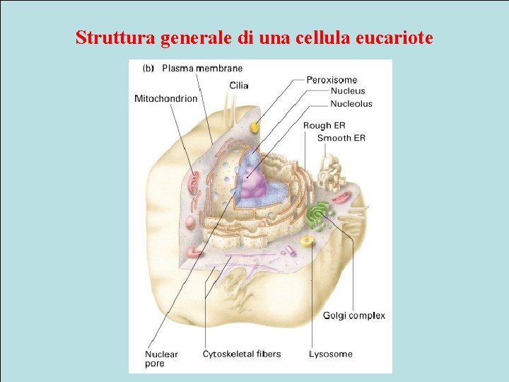 Struttura generale di una cellula eucariote 