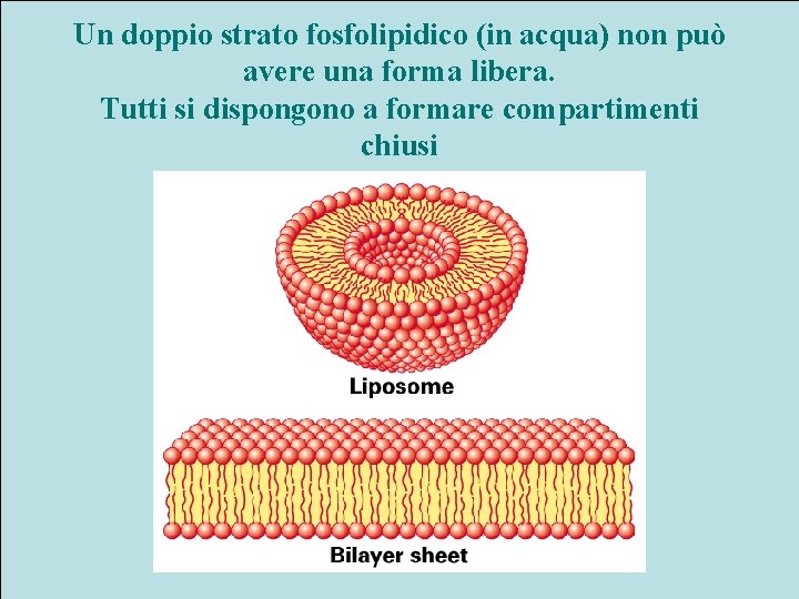 Un doppio strato fosfolipidico (in acqua) non può avere una forma libera. Tutti si