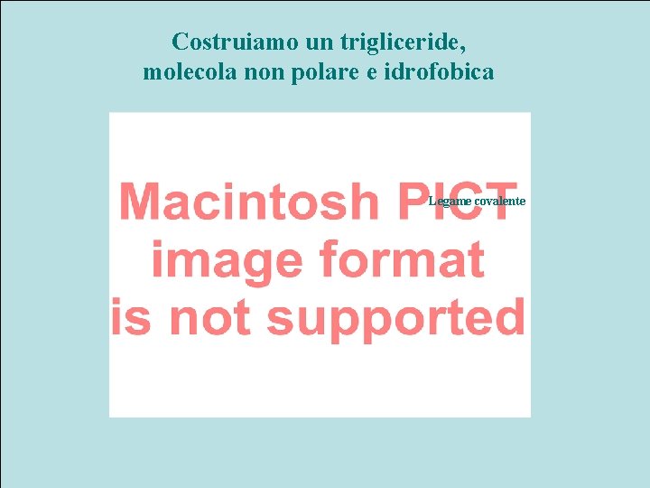 Costruiamo un trigliceride, molecola non polare e idrofobica Legame covalente 