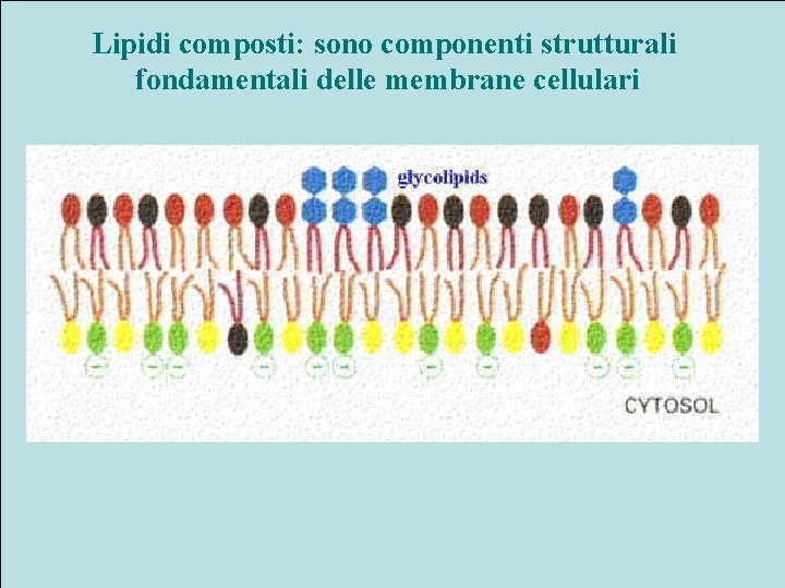 Lipidi composti: sono componenti strutturali fondamentali delle membrane cellulari 