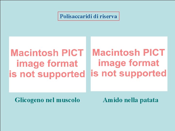 Polisaccaridi di riserva Glicogeno nel muscolo Amido nella patata 