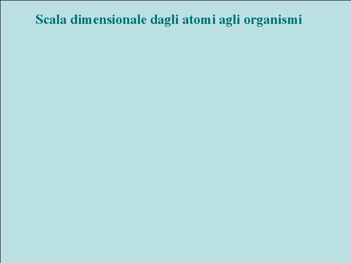 Scala dimensionale dagli atomi agli organismi 