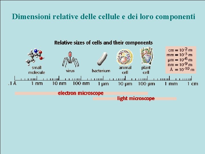 Dimensioni relative delle cellule e dei loro componenti 