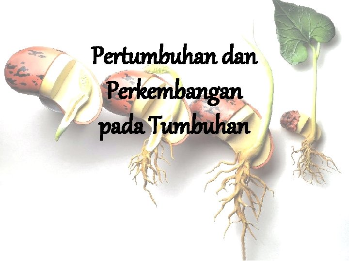 Pertumbuhan dan Perkembangan pada Tumbuhan 