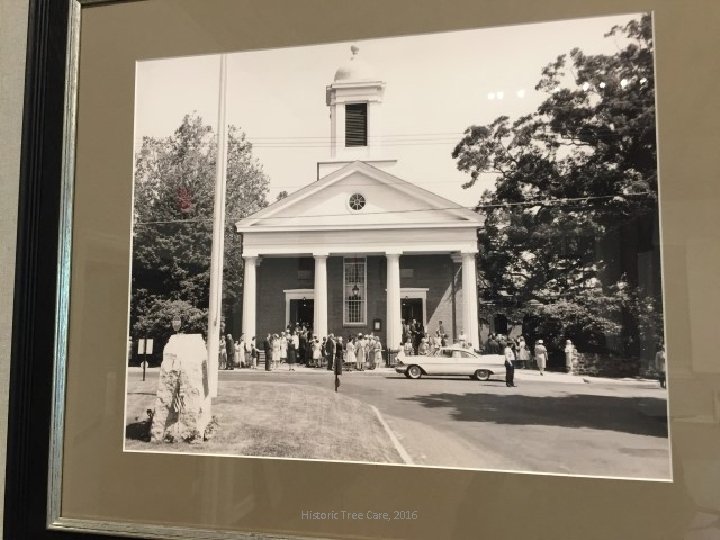 Historic Tree Care, 2016 