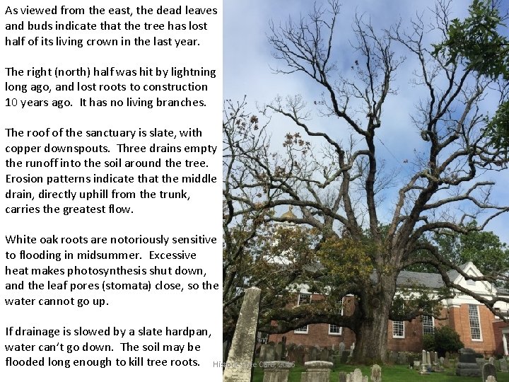 As viewed from the east, the dead leaves and buds indicate that the tree