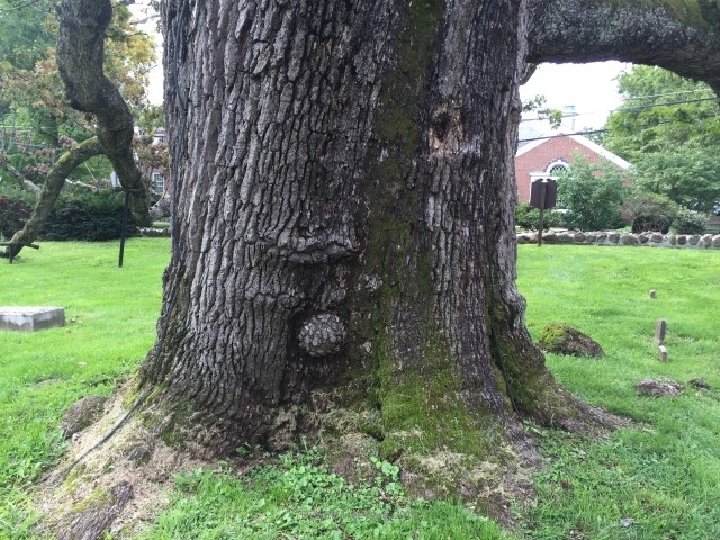 Historic Tree Care, 2016 