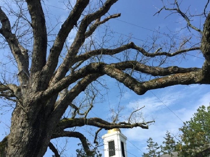Historic Tree Care, 2016 
