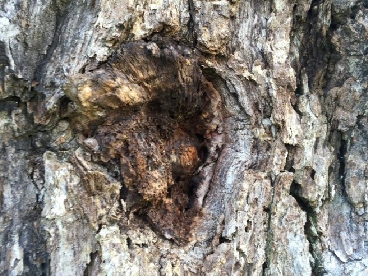 Historic Tree Care, 2016 