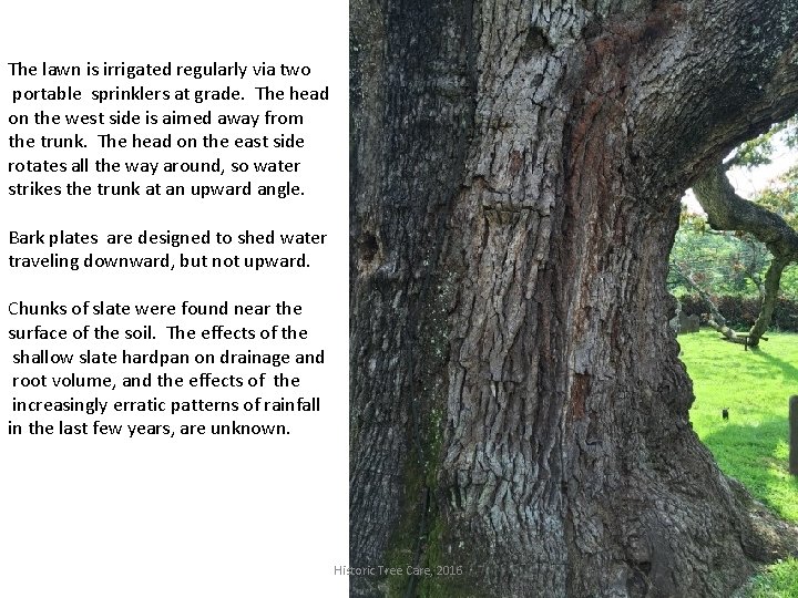 The lawn is irrigated regularly via two portable sprinklers at grade. The head on