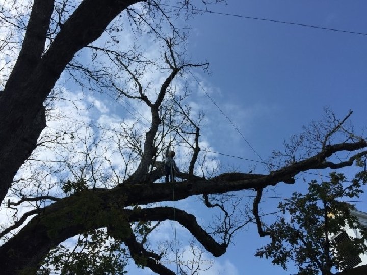 Historic Tree Care, 2016 