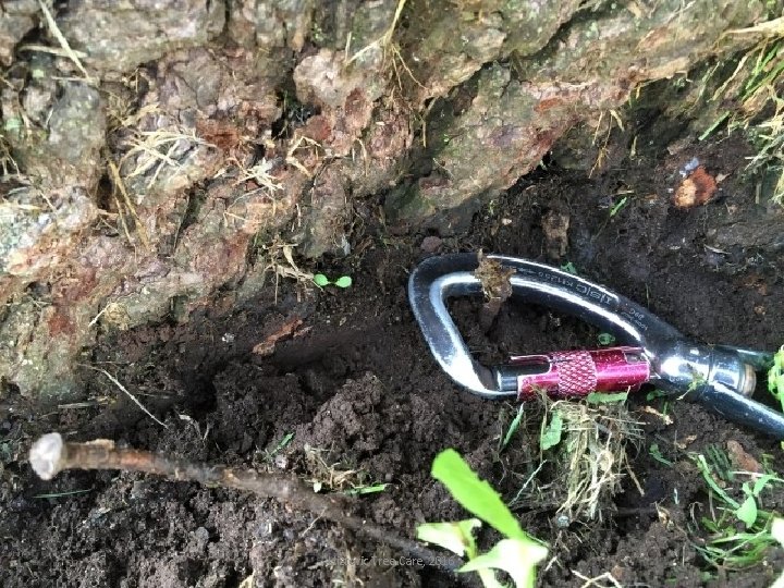 Historic Tree Care, 2016 