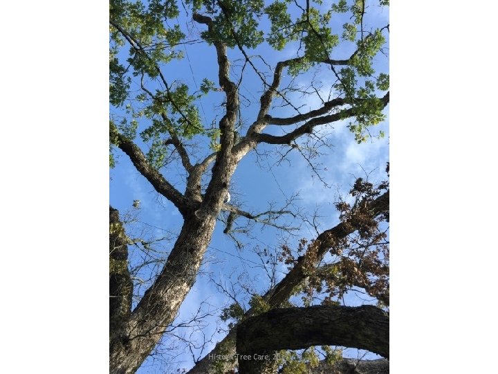 Historic Tree Care, 2016 